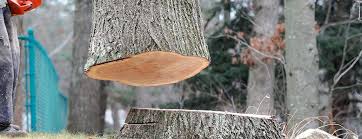 Reliable Mount Angel, OR Tree Care Solutions